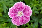 GERANIUM ELKE