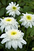 LEUCANTHEMUM X SUPERBUM ESTHER READ