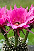 ECHINOPSIS CORDOBENSIS