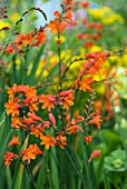 CROCOSMIA X CROCOSMIIFLORA RED KING