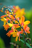 CROCOSMIA X CROCOSMIIFLORA VENUS