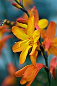 CROCOSMIA X CROCOSMIIFLORA VENUS