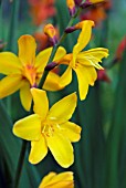 CROCOSMIA COLUMBUS