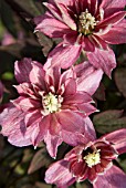 CLEMATIS MONTANA SUNRISE