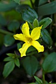 JASMINUM NUDIFLORUM