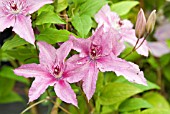 CLEMATIS HAGLEY HYBRID