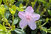 RHODODENDRON SNIPE