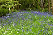 HYACINTHOIDES NON-SCRIPTA