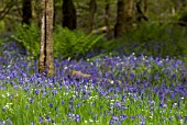 HYACINTHOIDES NON-SCRIPTA