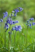 HYACINTHOIDES NON-SCRIPTA