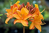 AZALEA GOLDEN EAGLE