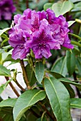 RHODODENDRON EDITH BOSLEY