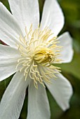 CLEMATIS WADAS PRIMROSE