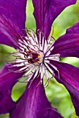 CLEMATIS JACKMANII SUPERBA