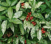 AUCUBA JAPONICA VARIEGATA (MACULATA)