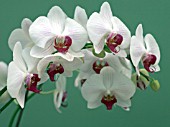 PHALAENOPSIS MY WAY; MOTH ORCHID