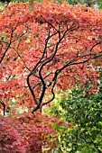 ACER PALMATUM MON PAPA