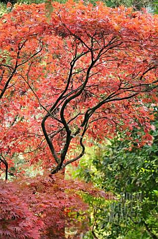 ACER_PALMATUM_MON_PAPA