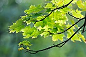 ACER PLATANOIDES GLOBOSUM