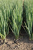 ALLIUM FISTULOSUM PARADE