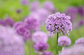 ALLIUM HOLLANDICUM PURPLE SENSATION