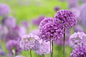 ALLIUM HOLLANDICUM PURPLE SENSATION