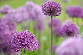 ALLIUM HOLLANDICUM PURPLE SENSATION