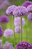 ALLIUM HOLLANDICUM PURPLE SENSATION