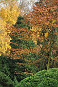 AMELANCHIER LAEVIS BALLERINA