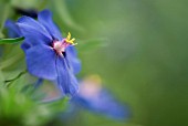 ANAGALLIS MONELLII SUBSP. LINIFOLIA, (SYN. ANAGALLIS LINIFOLIA)