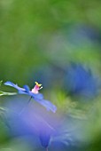 ANAGALLIS MONELLII SUBSP. LINIFOLIA, (SYN. ANAGALLIS LINIFOLIA)