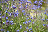 ANCHUSA AZUREA DROPMORE