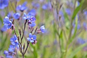 ANCHUSA AZUREA DROPMORE