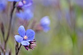 ANCHUSA AZUREA DROPMORE