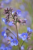 ANCHUSA AZUREA DROPMORE