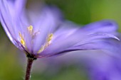 ANEMONE BLANDA