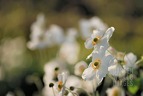 ANEMONE_X_HYBRIDA_HONORINE_JOBERT