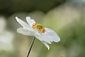 ANEMONE X HYBRIDA HONORINE JOBERT