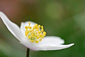 ANEMONE NEMOROSA