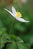 ANEMONE NEMOROSA