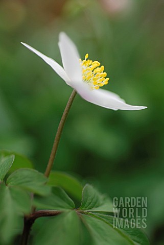 ANEMONE_NEMOROSA