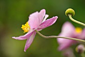 ANEMONE TOMENTOSA ROBUSTISSIMA