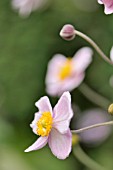 ANEMONE TOMENTOSA ROBUSTISSIMA