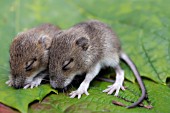 APODEMUS SYLVATICUS,(WOOD MOUSE)