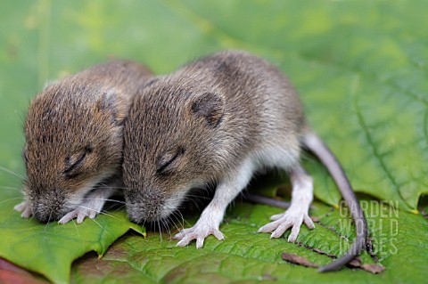 APODEMUS_SYLVATICUSWOOD_MOUSE