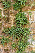 ASPLENIUM TRICHOMANES