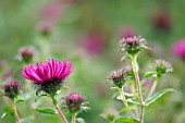 ASTER NOVAE-ANGLIAE ANDENKEN AN ALMA POTSCHKE