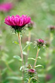 ASTER NOVAE-ANGLIAE ANDENKEN AN ALMA POTSCHKE