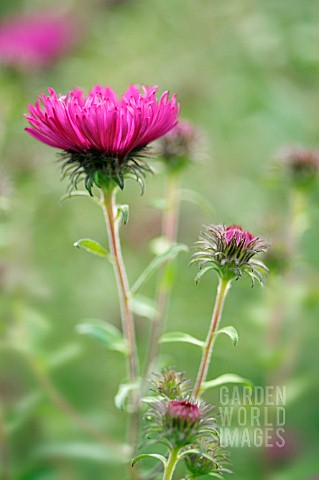 ASTER_NOVAEANGLIAE_ANDENKEN_AN_ALMA_POTSCHKE