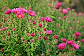 ASTER NOVAE-ANGLIAE HARRINGTONS PINK